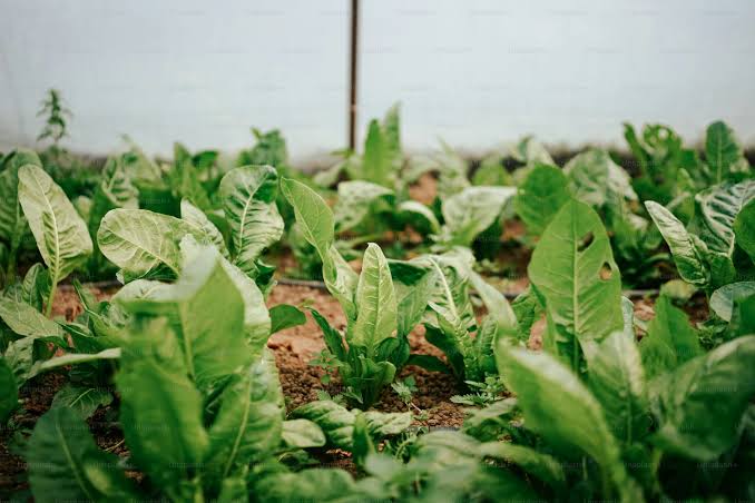 Tanzania tobacco farm
