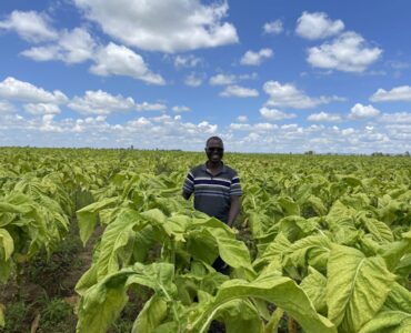 Processing and Exporting tobacco from Tanzania